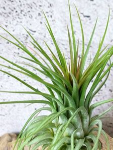 【Frontier Plants】チランジア・イオナンタ・ロシータジャイアントクローン T. ionantha Rosita Giant Clone