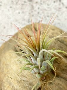 [Frontier Plants]chi Ran jia* Io naan ta*rosi-taT. ionantha Rositabrome rear air plant 