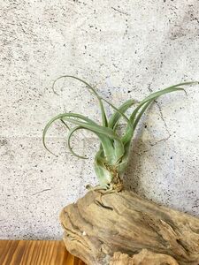 【Frontier Plants】チランジア・カリファニー T. califanii ブロメリア エアプランツ