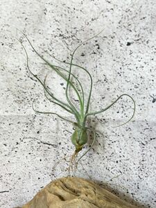 【Frontier Plants】チランジア・ブッツィー T. butzii ブロメリア エアプランツ