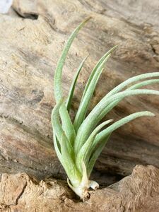 【Frontier Plants】チランジア・アルゲンティナ T. argentina ブロメリア エアプランツ