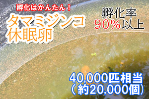 【送料無料】タマミジンコ　休眠卵　40,000匹相当（約20,000個）×2セット　耐久卵　メダカ　餌　ミジンコ　稚魚　上陸