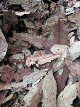 無農薬　殺菌済　クリーンな東南アジアの落ち葉ＭＩＸ　100ｇ　1袋　ダンゴムシ　ワラジムシ　カマキリ　ヤスデ　タランチュラ_画像2