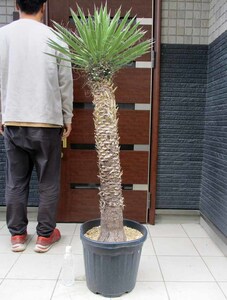 【現品】幹立ち！ユッカ・フィリフェラ（Yucca filifera）発根済　12号　4Z番