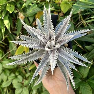 Dyckia‘Heaven &Hell’ x ‘Jaws’ Amazonico Hyb. / ディッキア　yoctoplants 