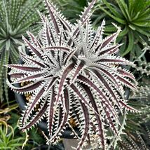 Dyckia‘Mekong Delta’ Sueb hybrid / ディッキア yoctoplants _画像1