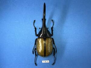 昆虫標本: ヘレクレスオオカブト　1♂ (T-BA-10)