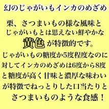 北海道産 幻のじゃがいも　インカのめざめ　Sサイズ　箱込み約1.5キロ_画像2