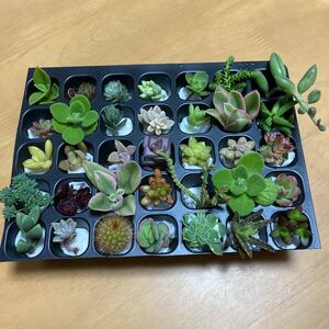 多肉植物 カット苗 カラフルセット　35カット以上