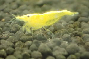  yellow Cherry shrimp 17 pcs prompt decision +α attaching # bee shrimp Cherry shrimp organism Citrus Caridea