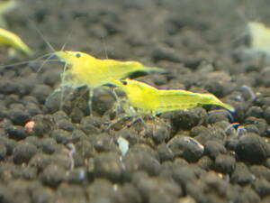  yellow Cherry shrimp 10 pcs prompt decision +α attaching # bee shrimp Cherry shrimp organism Citrus Caridea