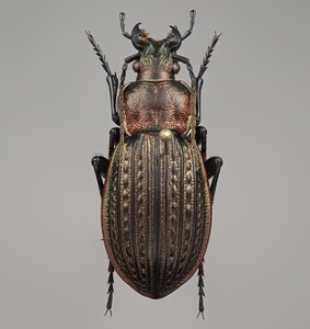 セルビア産 美麗オサムシ Eucarabus ulrichii jaroslawi ♀ 27.5mm【標本】