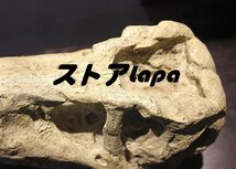 高級製品! 白亜紀 恐竜 ティラノサウルス オブジェ 置物 モデル 樹脂 ハンドメイド 卓上 彫刻 彫像 インテリア 玄関 雑貨 q270_画像6