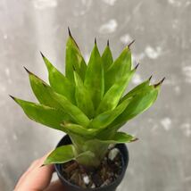 ［Pof］Aechmea ornata var. hoehneana 'Dwarf' エクメア・オルナータ・フーネアナ・ドワーフ_画像1