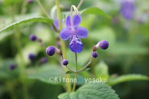 . color large wheel . gold .( Thai Lynn *kaligane saw )* shiso .3 size poly- pot cultivation blooming time 9 month ~ spring till limitation shipping 