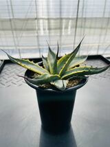 Agave scabra f.variegata Short Leafアガベ スカブラショートリーフ スカブラ錦　斑入り 多肉植物 サボテン_画像2