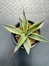 Agave scabra f.variegata Short Leafアガベ スカブラショートリーフ スカブラ錦　斑入り 多肉植物 サボテン_画像4