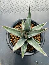 Agave agave ferdinandi regisアガベ 笹吹雪 多肉植物 サボテン _画像5