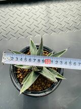 Agave agave ferdinandi regisアガベ 笹吹雪 多肉植物 サボテン _画像8