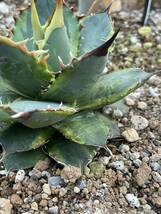 Agave titanota agave Banana Peel アガベ チタノタ バナナピール 覆輪斑 錦 斑入り 多肉植物 サボテン_画像6