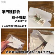 アネクトキルス ロクスバーギー 'レッドステム ポインテッドリーブス' 2寸 (ジュエルオーキッド 宝石蘭 'Red stem Pointed leaves')_画像3