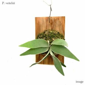  Platycerium beach - board attaching ( small ) ( staghorn fern vi -chi- Bay chi-Platycerium veitchii)