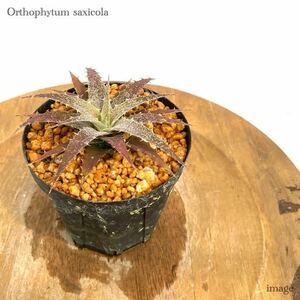 オルソフィツム サキシコラ サクサティリス 3寸 (ブロメリア Orthophytum saxicola var. saxatilis)