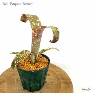 ビルベルギア 'ポクイトブランコ' 4寸 (タンクブロメリア ポキートブランコ Billbergia 'Poquito Blanco')