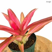 ネオレゲリア 'トリカラー パーフェクタ' (タンクブロメリア Neoregelia 'Tricolor Perfecta')_画像2