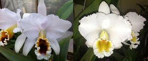 C. percivaliana x sib (coerulea 'Ondine' x alba 'First Class') 洋蘭 原種