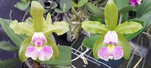 新入荷 C. schilleriana CG2082 (semi-alba '#2-2016' x semi-alba 'Esmeralda') 洋蘭 原種_画像1