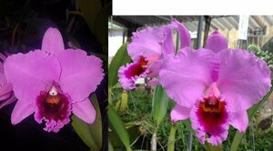 C. percivaliana x sib (rubra 'Finho' x 'First Class') 洋蘭 原種