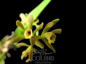 Encyclia marxiana 洋蘭 原種