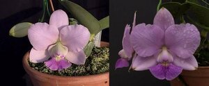 新入荷 C. walkeriana (coerulea 'Goya' x coerulea 'Sirius') 洋蘭 原種