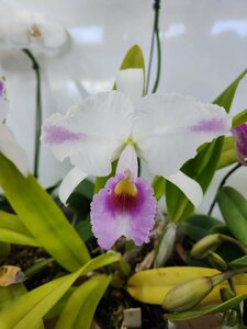 C. trianae f. coerulea pincelada select Expo Wenzel #1 洋蘭 原種