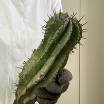 【B3534】33㎝！！【極上特選大株！！】ユーフォルビア ホリダ Euphorbia horrida ( 検索 アガベ 塊根植物 パキポディウム 多肉植物 )_画像5