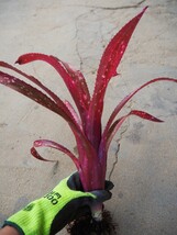 ビルベルギア ハレルヤ ブロメリア タンクブロメリア Billbergia Halle Lujah 観葉植物_画像3