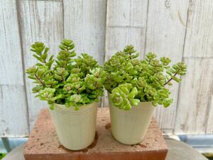 多肉植物 スプリングワンダー２ポット　寄せ植えに。