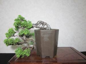  old tree feeling on . thread fish river genuine Kashiwa manner . exist root on .. .. tailoring bring-your-own. shohin bonsai height of tree 20 centimeter ( ground . from 9 centimeter ) hexagon pot 