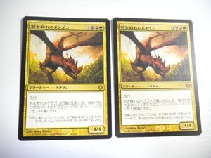 D569【MTG】若き群れのドラゴン 2枚セット