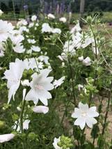 ムスクマロー　種　白　宿根草　花殻10個　北海道より_画像6