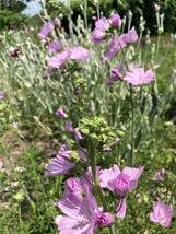 ムスクマロー　種　ピンク　宿根草　可愛い　花殻約10個　北海道より_画像3