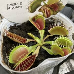 ★★★連休スペシャル　食虫植物　ハエトリソウ　15ポットセット