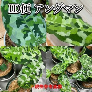 ID便 アグラオネマ ピクタム トリカラー アンダマン ナチュラ株の増殖 Aglaonema pictum tricolor ANDAMAN Port Blair North ★369fol★