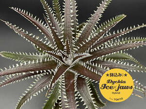 【Dyckia Ice X Jaws Hyb.】色変を楽しめます！★鉢込みでお届け★ディッキア★D-1