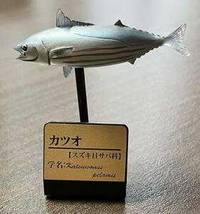 ◆タカラトミー 原色海水魚図鑑 カツオ フィギュア お魚 スズキ目 サバ科 魚 中古 海水魚