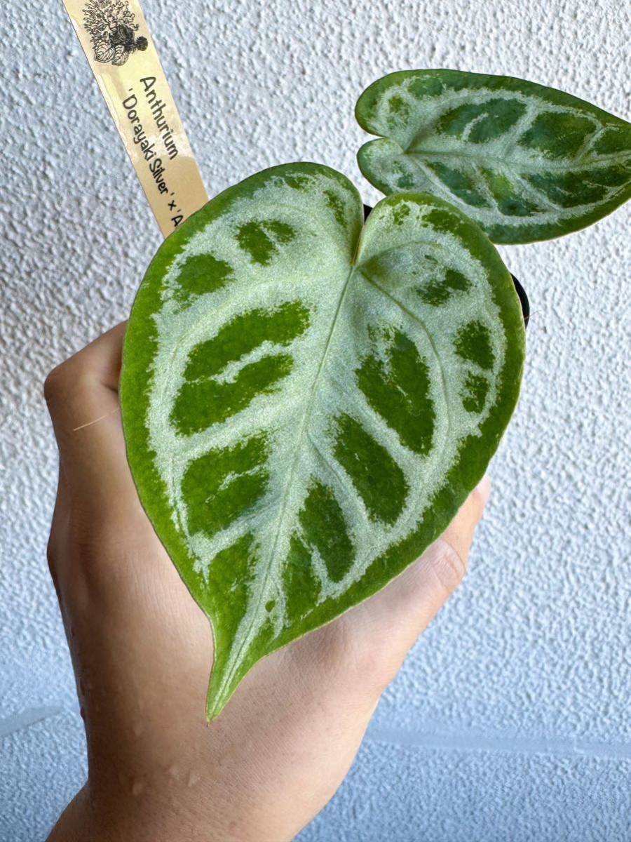 ヤフオク! -「アンスリウム」(モンステラ) (観葉植物)の落札相場・落札価格