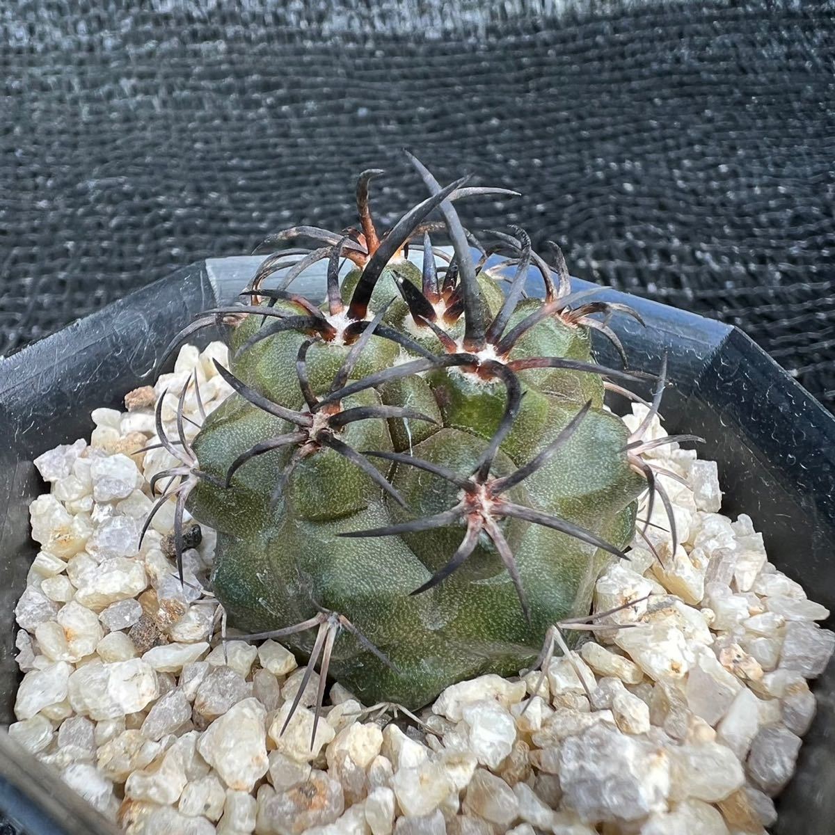 copiapoaの値段と価格推移は？｜805件の売買データからcopiapoaの価値