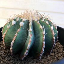 Geohintonia mexicana ゲオヒントニア　メキシカーナ　実生　サボテン　多肉植物　貴重　特選　極美　特選_画像4