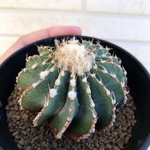 Geohintonia mexicana ゲオヒントニア　メキシカーナ　実生　サボテン　多肉植物　貴重　特選　極美　特選_画像1